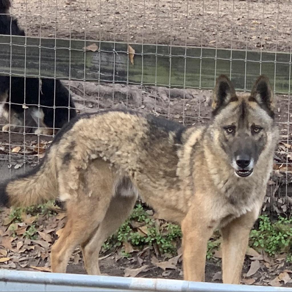 Yukon (Balto)