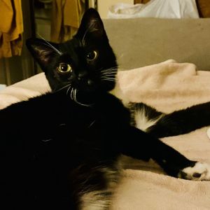 Simone is a beautiful black and white tuxedo girl with a heart as big as her sto