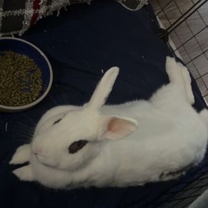 Meet Cannoli the sweetest little bunny youll ever meet This adorable fluffy 