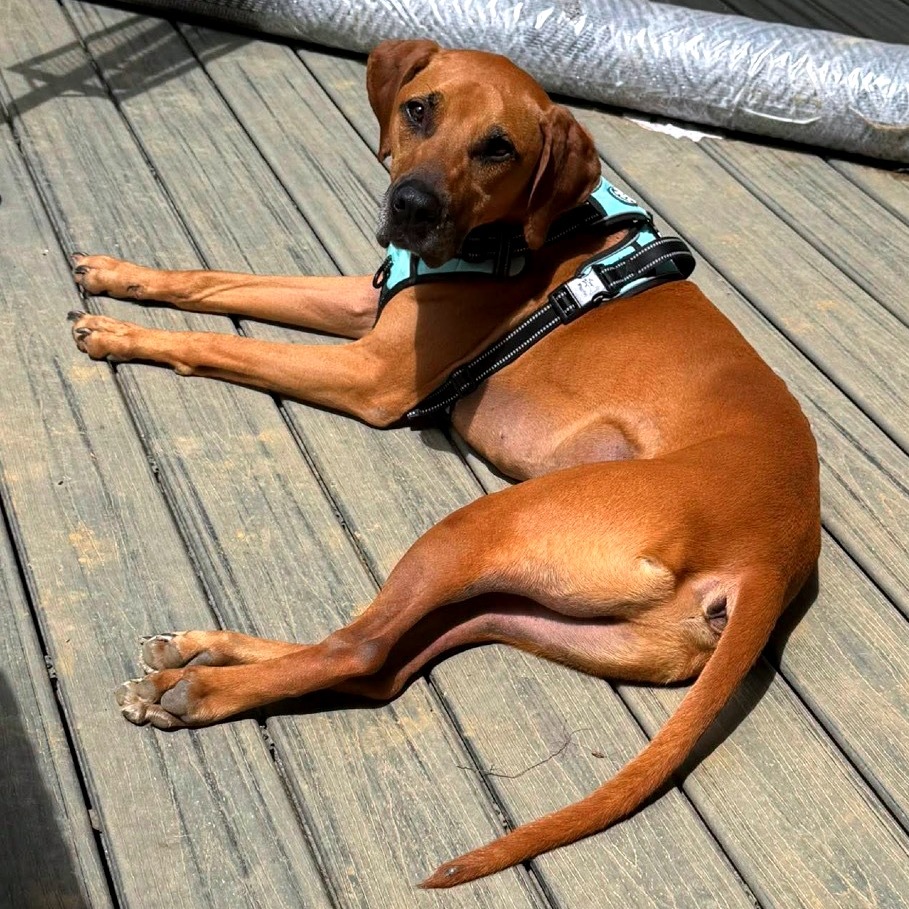 Gus