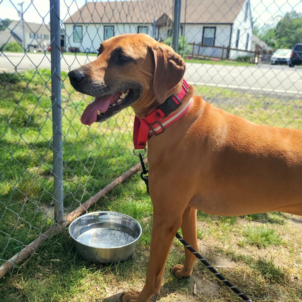 Gus