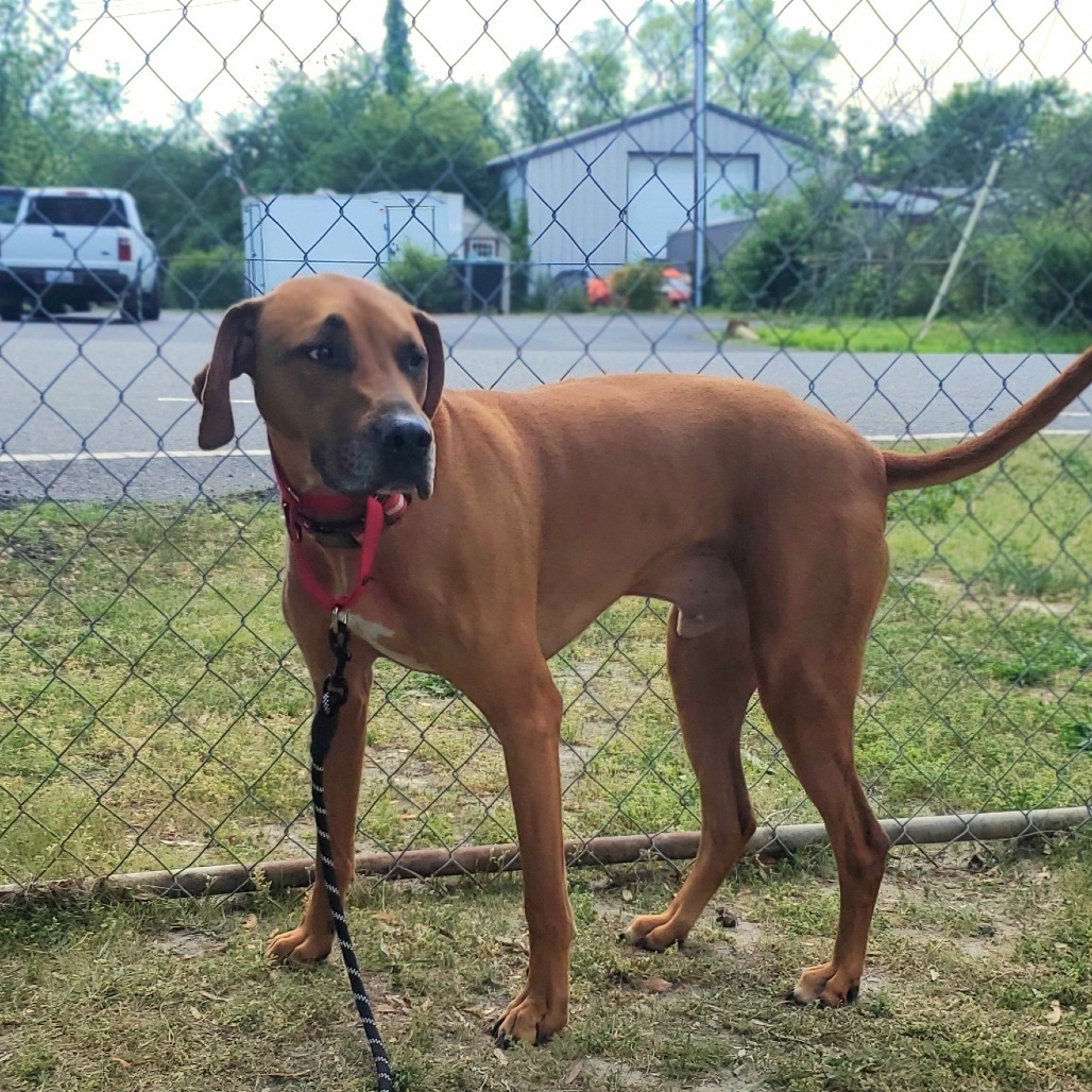 Gus