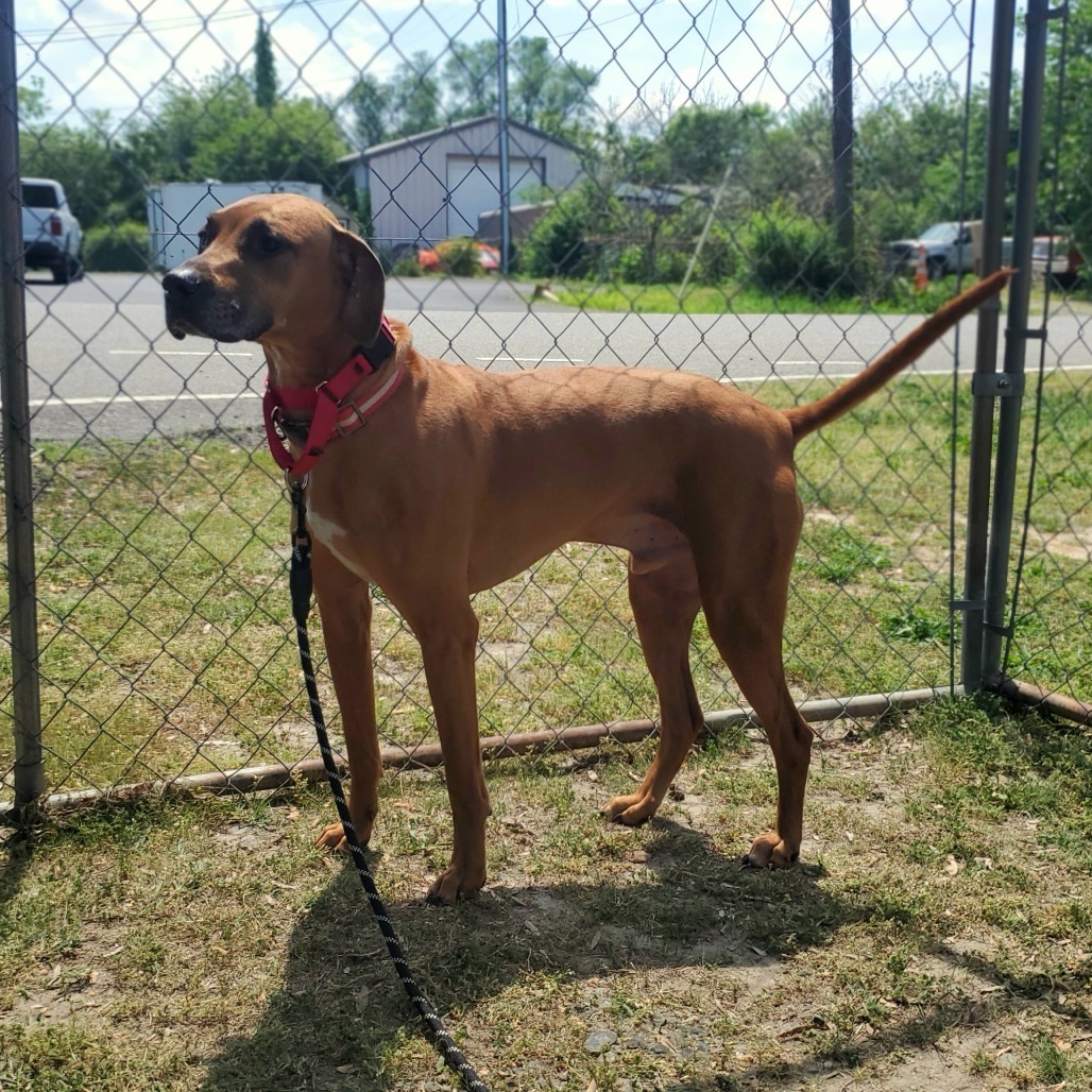 Gus