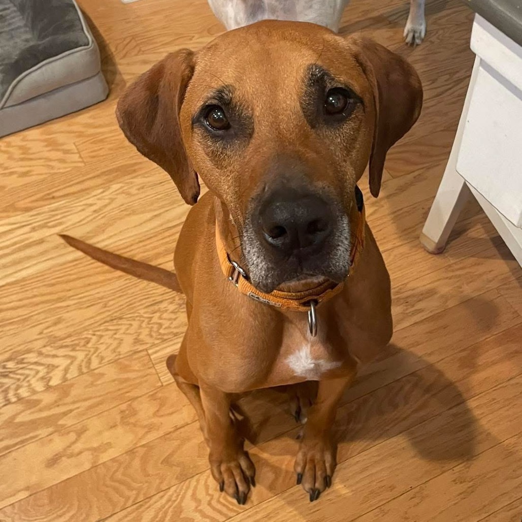 Gus