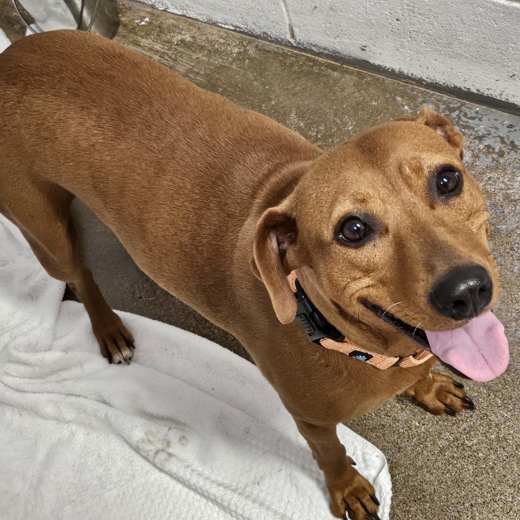 Eleven, an adoptable Mixed Breed in Wahiawa, HI, 96786 | Photo Image 1