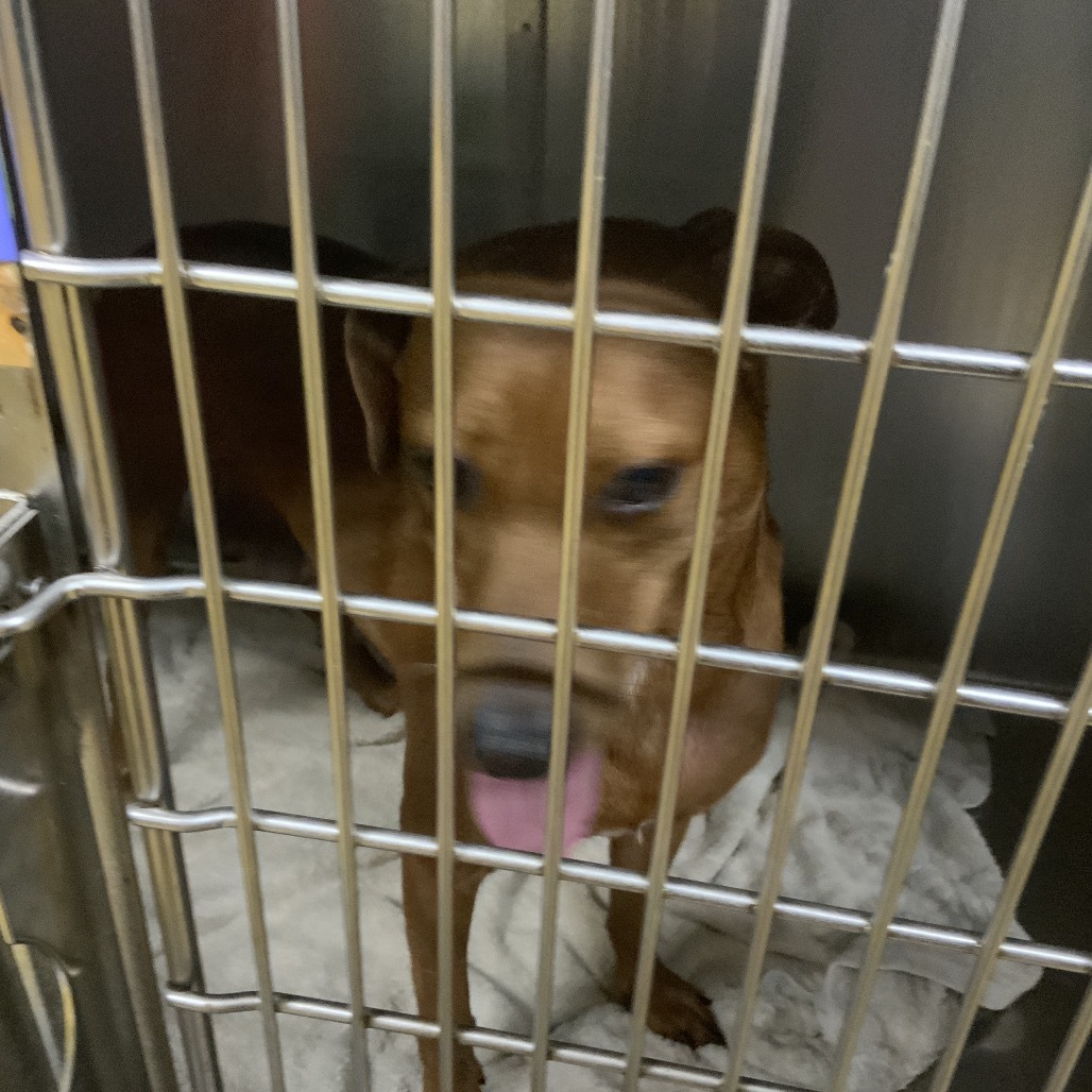 Eleven, an adoptable Mixed Breed in Wahiawa, HI, 96786 | Photo Image 2