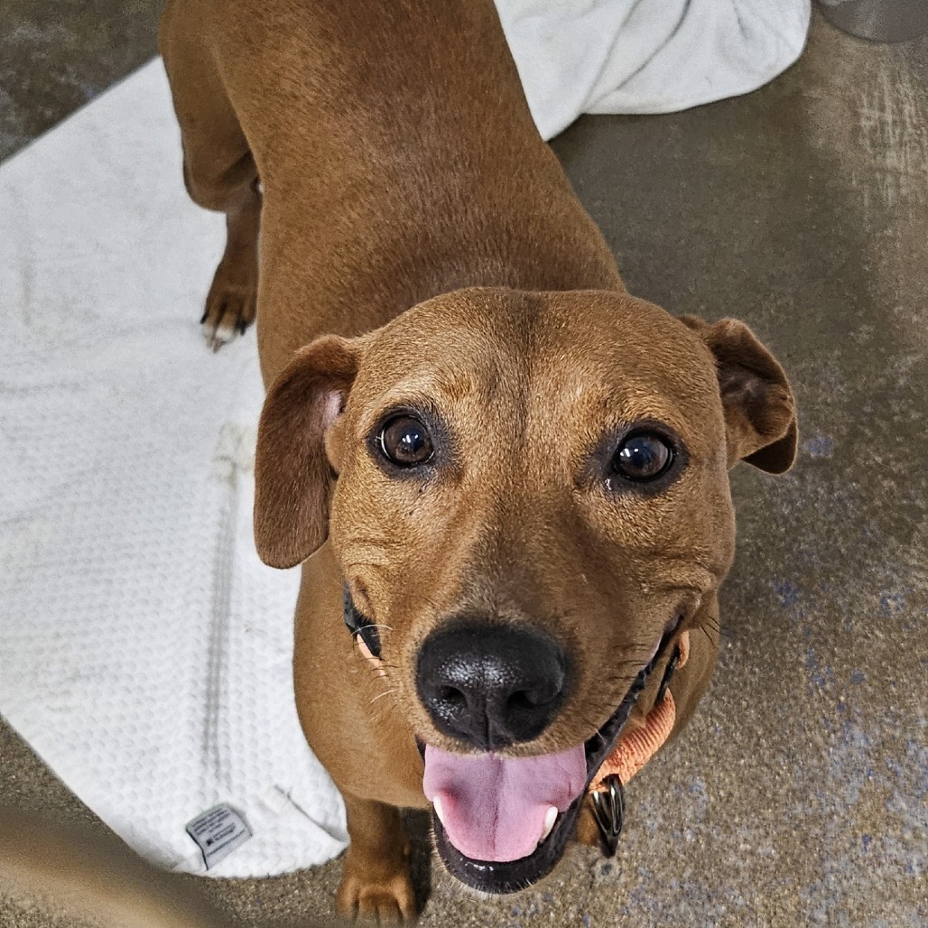 Eleven, an adoptable Mixed Breed in Wahiawa, HI, 96786 | Photo Image 3