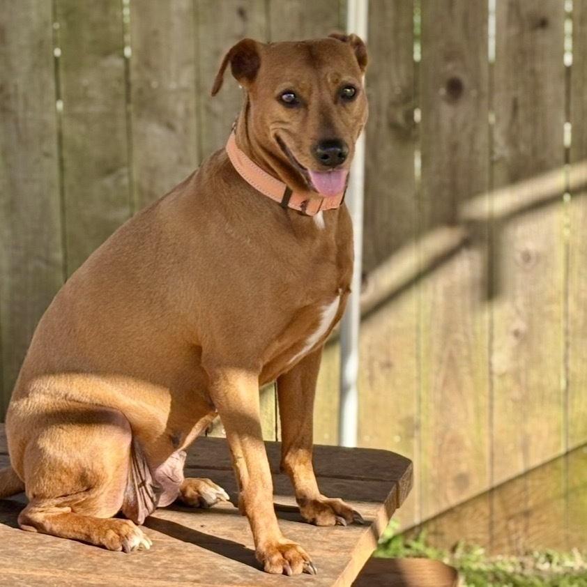 Eleven, an adoptable Mixed Breed in Wahiawa, HI, 96786 | Photo Image 3