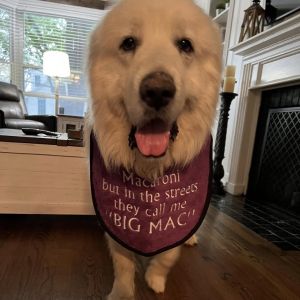 Macaroni, Adult Male Great Pyrenees