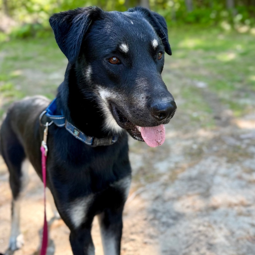 Max, an adoptable Shepherd, Mixed Breed in Oxford, ME, 04270 | Photo Image 1
