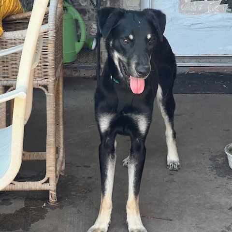 Max, an adoptable Shepherd, Mixed Breed in Oxford, ME, 04270 | Photo Image 3
