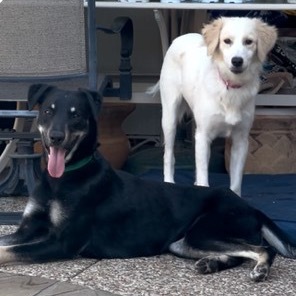 Max, an adoptable Shepherd, Mixed Breed in Oxford, ME, 04270 | Photo Image 4