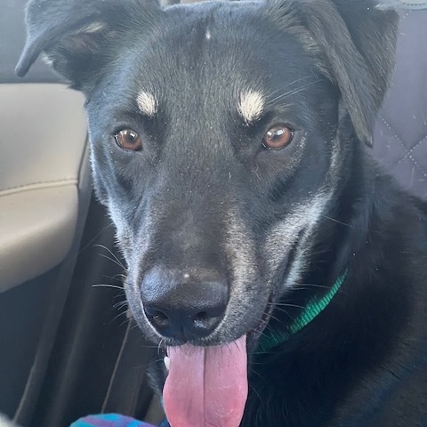 Max, an adoptable Shepherd, Mixed Breed in Oxford, ME, 04270 | Photo Image 5