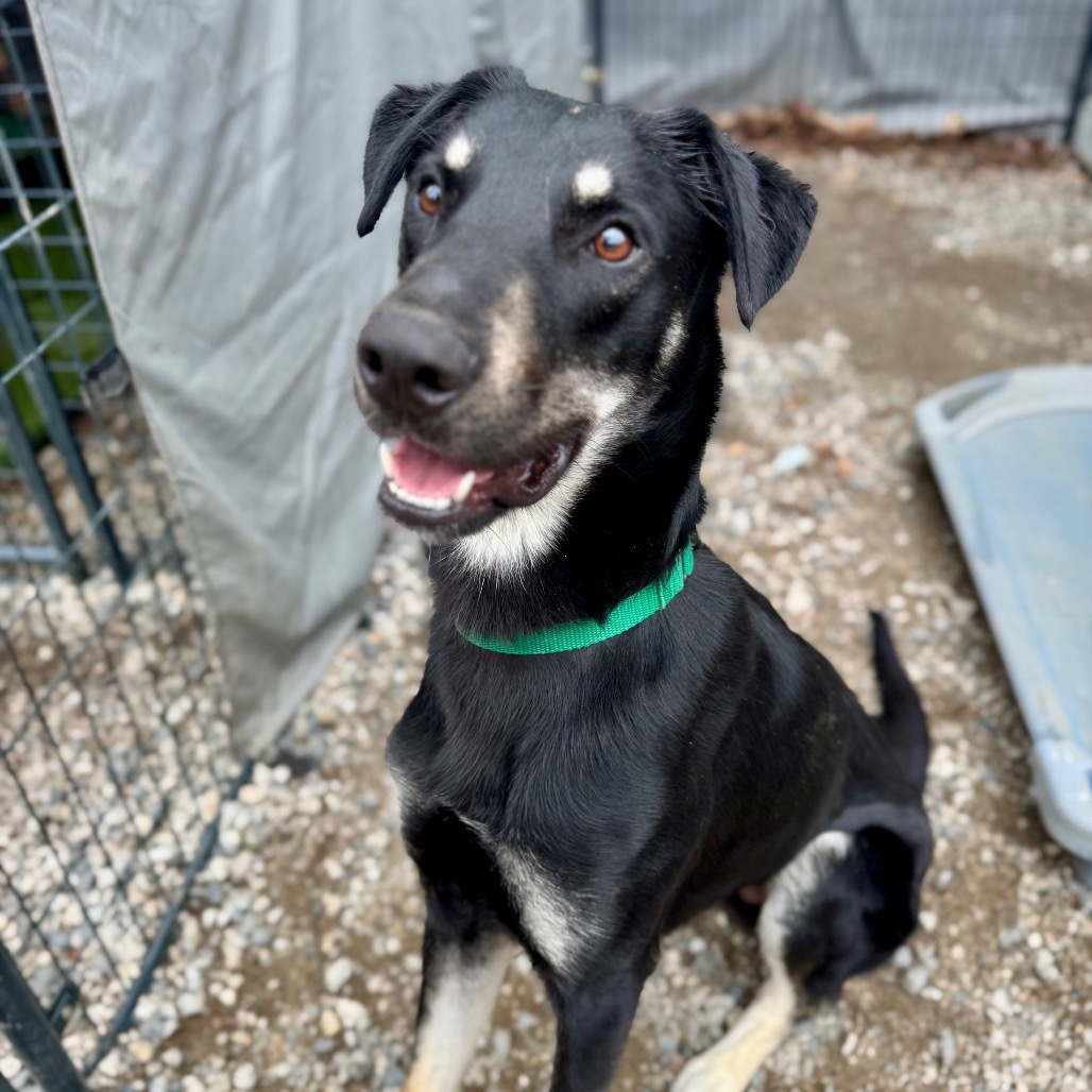 Max, an adoptable Shepherd, Mixed Breed in Oxford, ME, 04270 | Photo Image 6