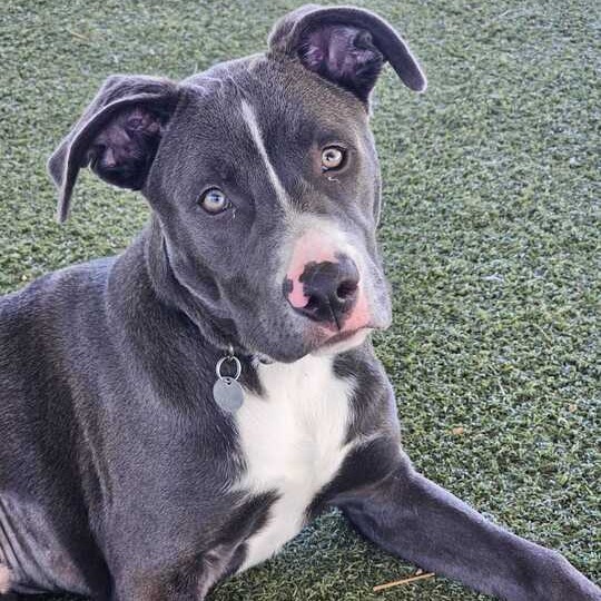 Bluey 3