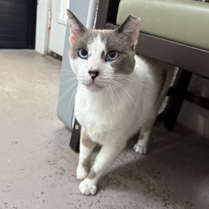 Felix