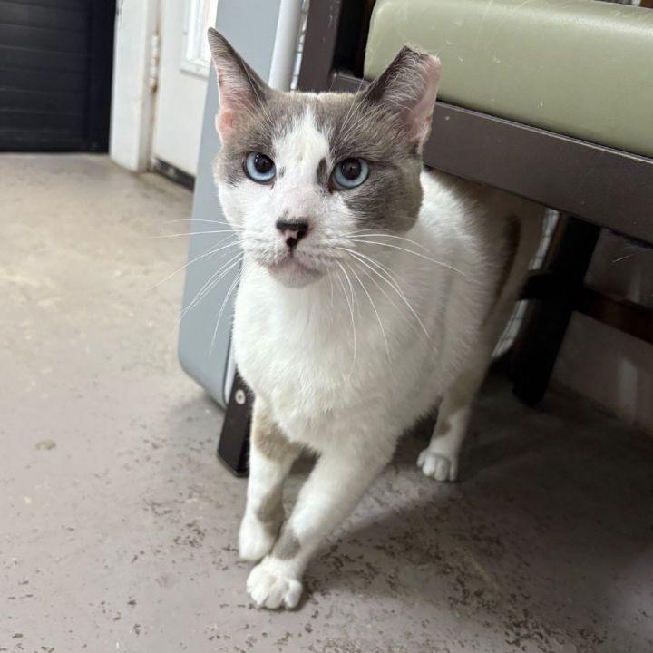 Felix 1