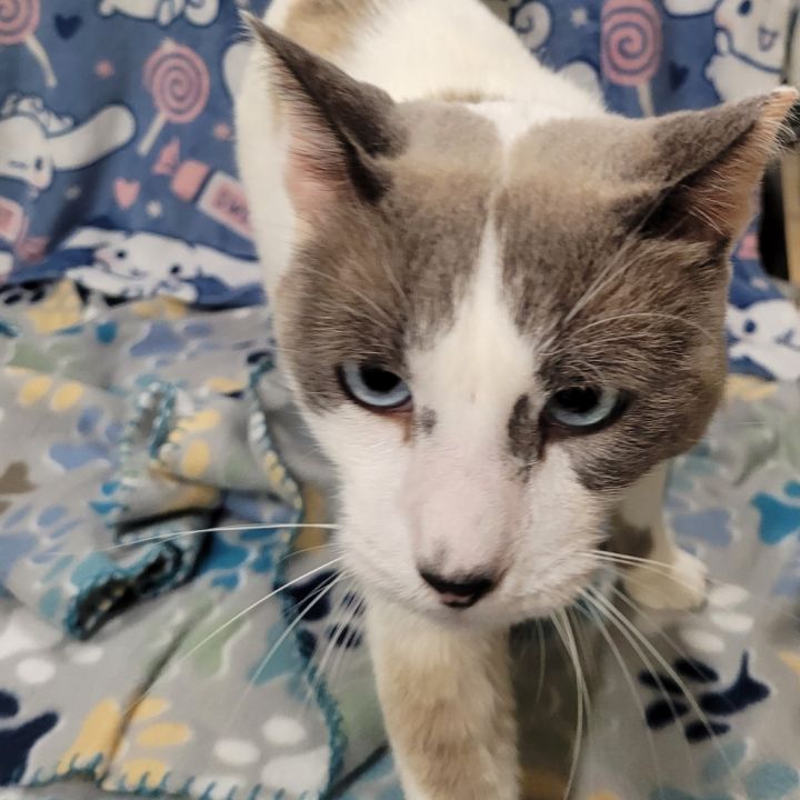 Felix 2