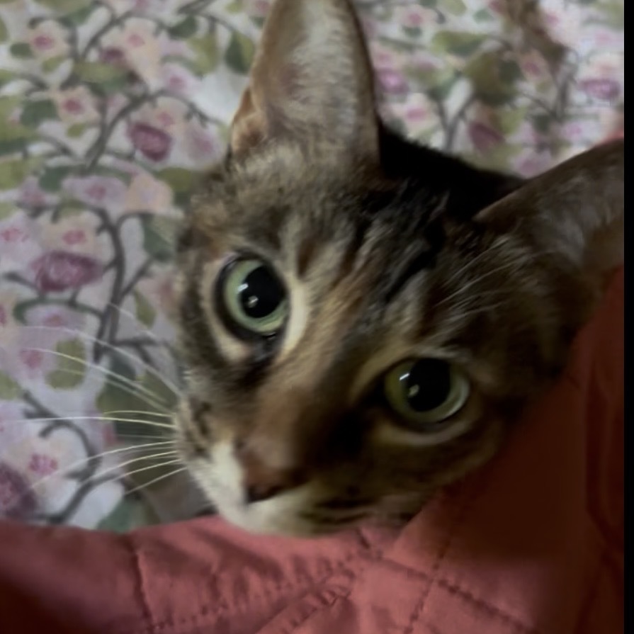 Artemis