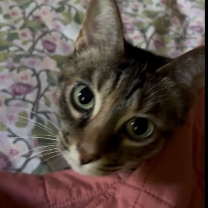 Artemis