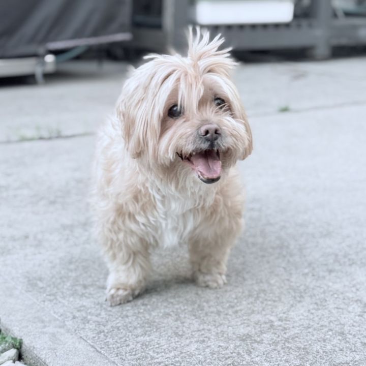 Charlie 1