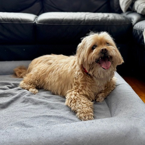 Charlie 5