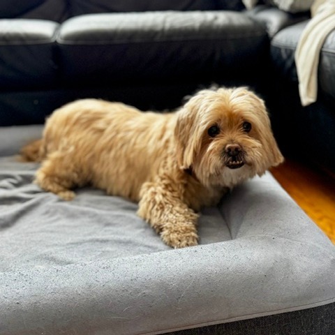 Charlie 6