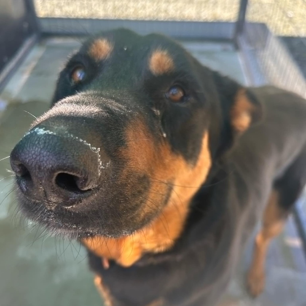 Toby, an adoptable Shepherd in Garden City, KS, 67846 | Photo Image 1