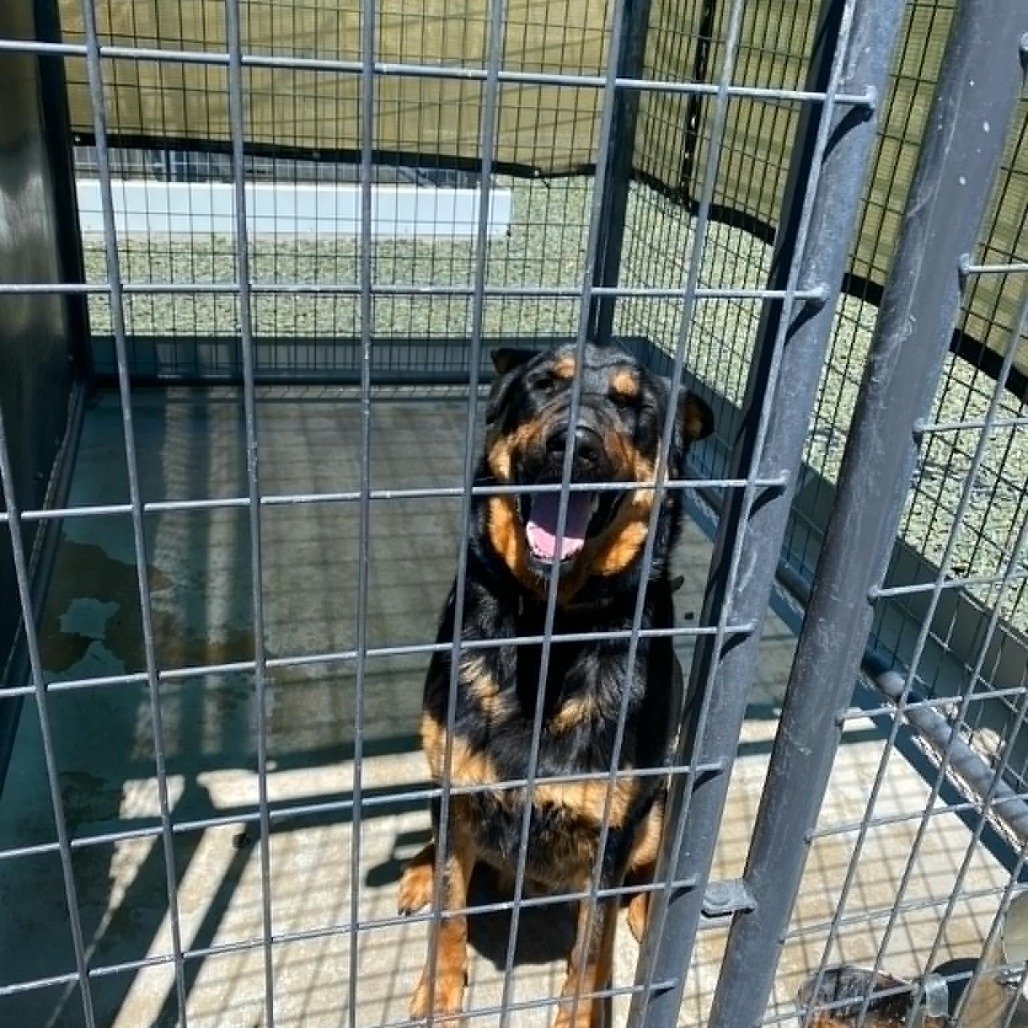 Toby, an adoptable Shepherd in Garden City, KS, 67846 | Photo Image 2