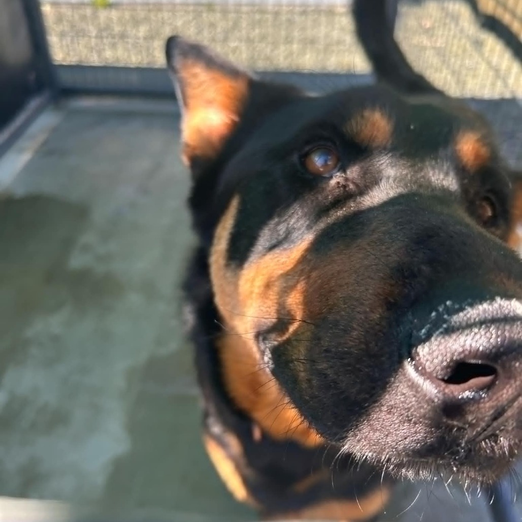 Toby, an adoptable Shepherd in Garden City, KS, 67846 | Photo Image 3