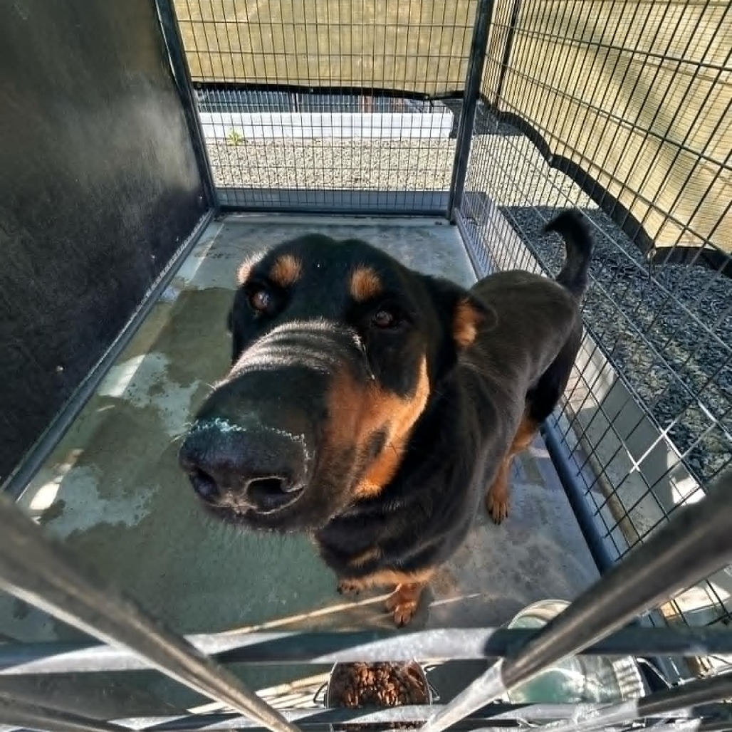 Toby, an adoptable Shepherd in Garden City, KS, 67846 | Photo Image 4