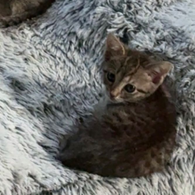 Finn - available soon!