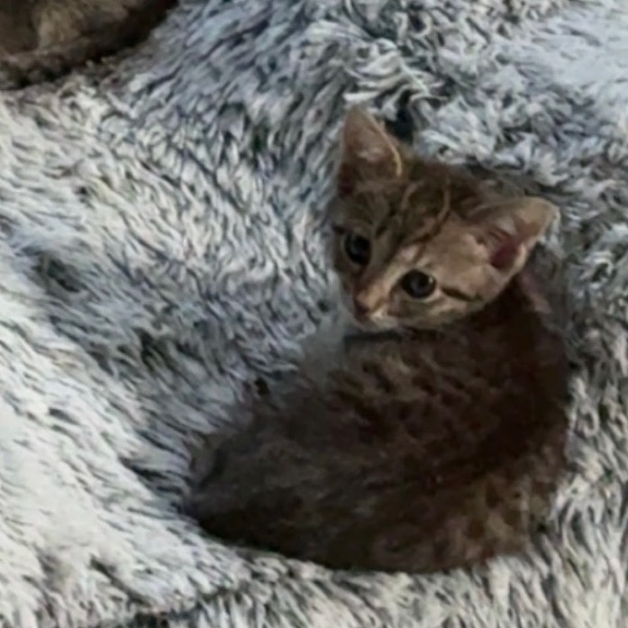 Finn - available soon! 1