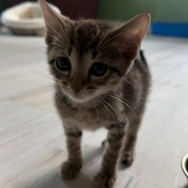 Finn - available soon! 2