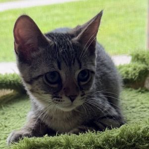 Felix, Baby Male Domestic Short Hair