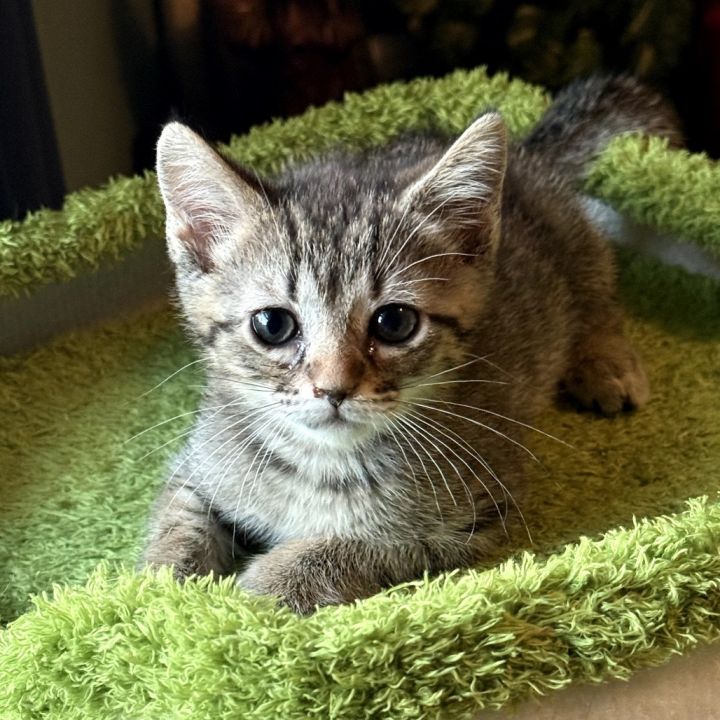 Felix 4