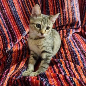 Meet Mouse- Your Future Furry Firecracker Mouse is a cute 3-month-old brown tabby with a personalit