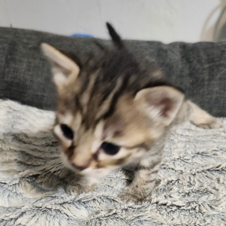 Mouse Lynn Haven-AR 5