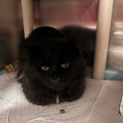 Kingfisher, Adult Male Domestic Medium Hair