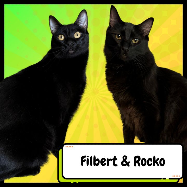 Rocko & Filbert 1