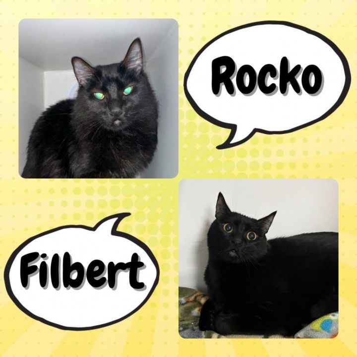 Rocko & Filbert 4
