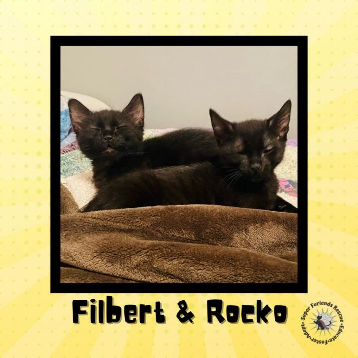 Rocko & Filbert 5