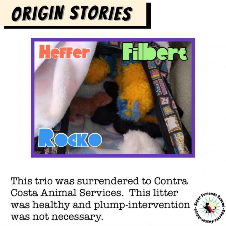 Rocko & Filbert 6