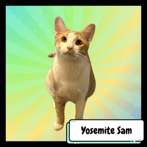 Yosemite Sam