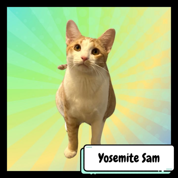 Yosemite Sam 1