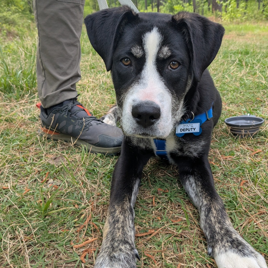 Deputy