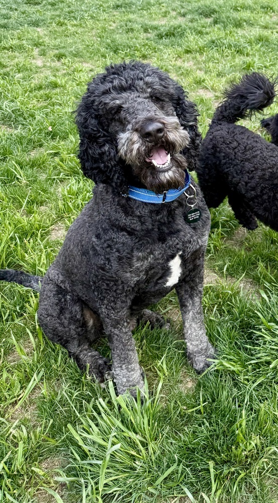 Dudley 3
