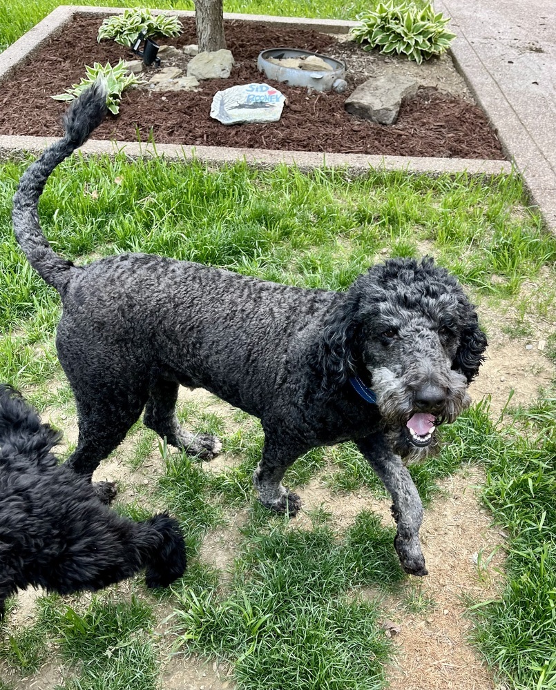 Dudley