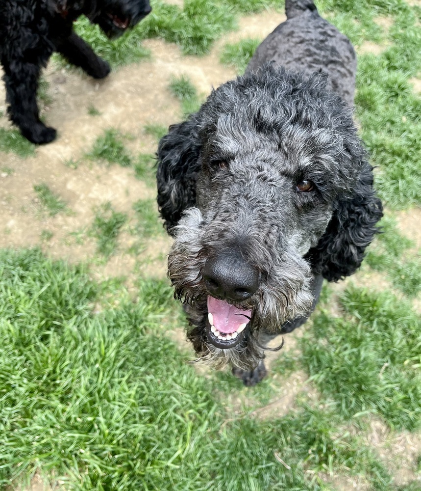 Dudley