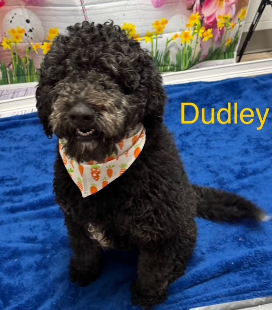 Dudley 6